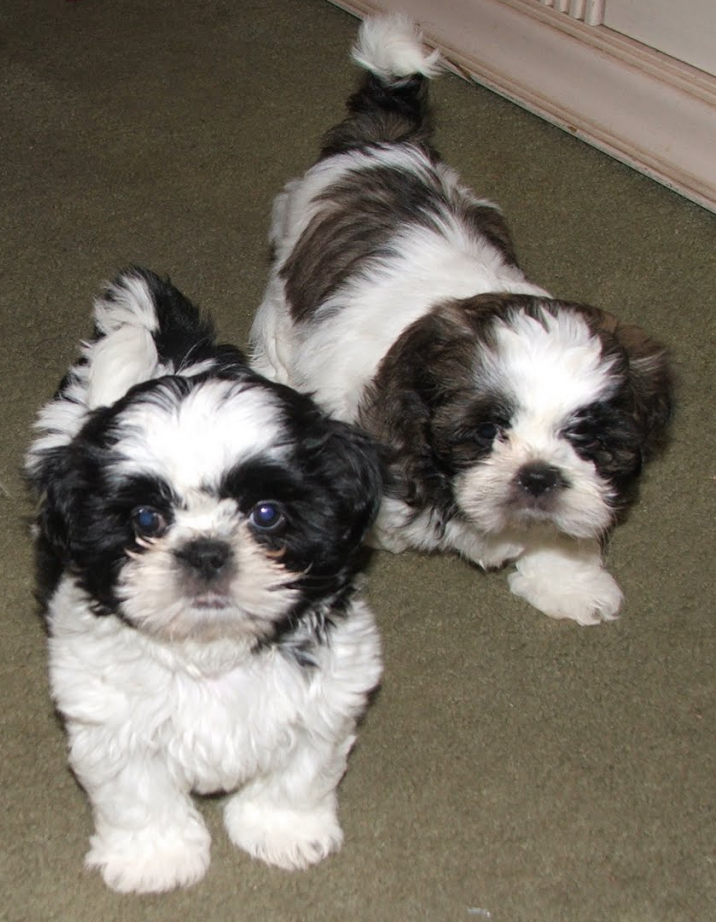 Shih Tzu dog puppy for sale at low price