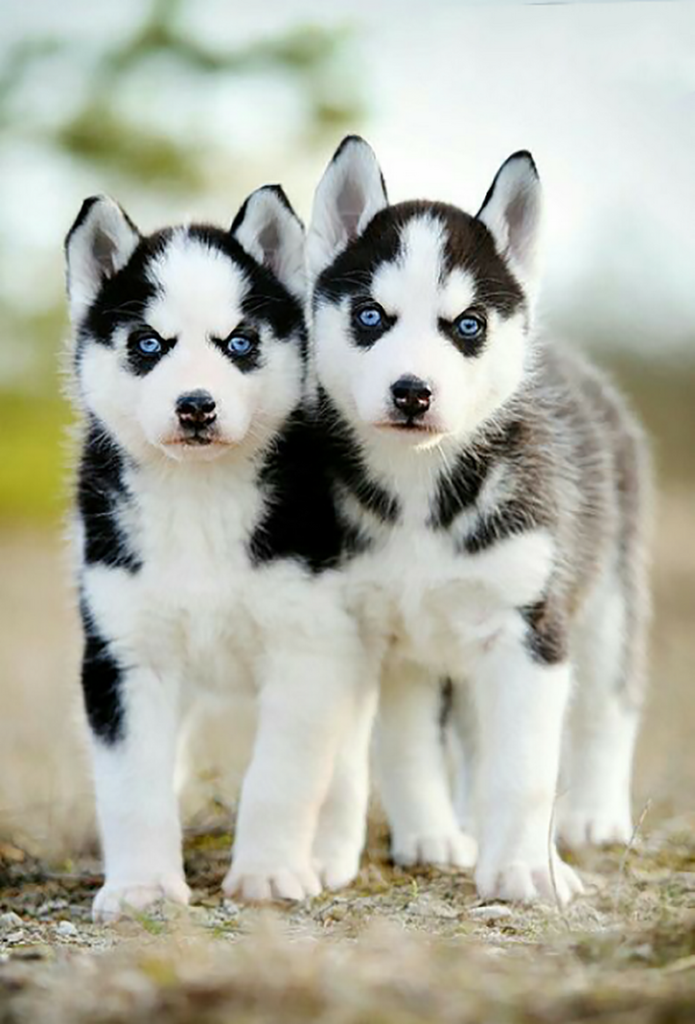 siberian husky puppies for sale