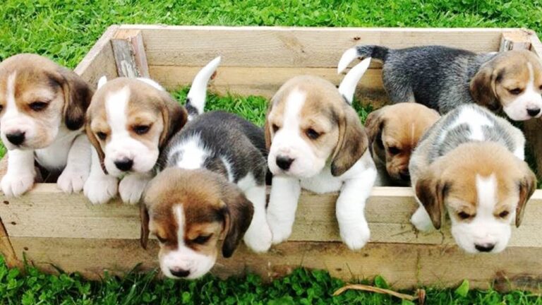 beagle puppy for sale