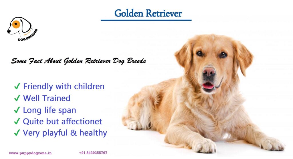 golden retriever dogs facts