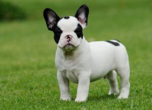 French bulldog puppies for sale