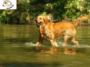 some facts on golden retriever dogs