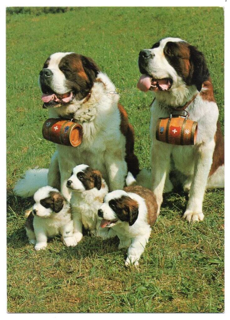 saint bernard puppies for sale
