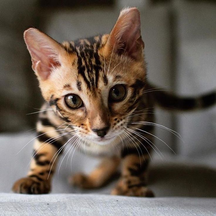 Bengal Cat - Kittens and cats for sale - Puppy Dog Zone