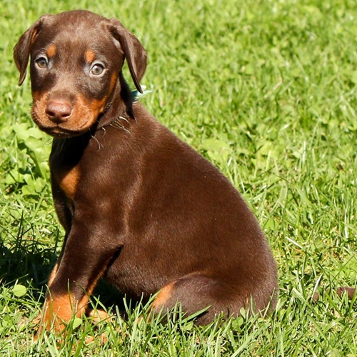 Doberman - puppies and dogs for sale - Puppy Dog Zone