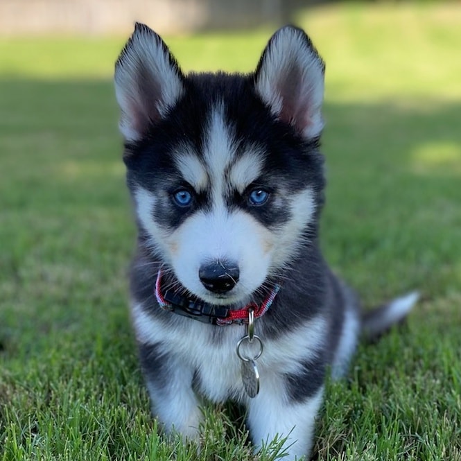Siberian Husky - puppies and dogs for sale - puppy dog zone