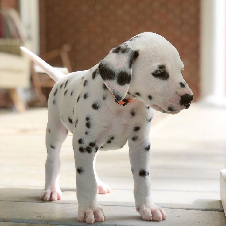 dalmatian - puppy and dog for sale - puppy dog zone
