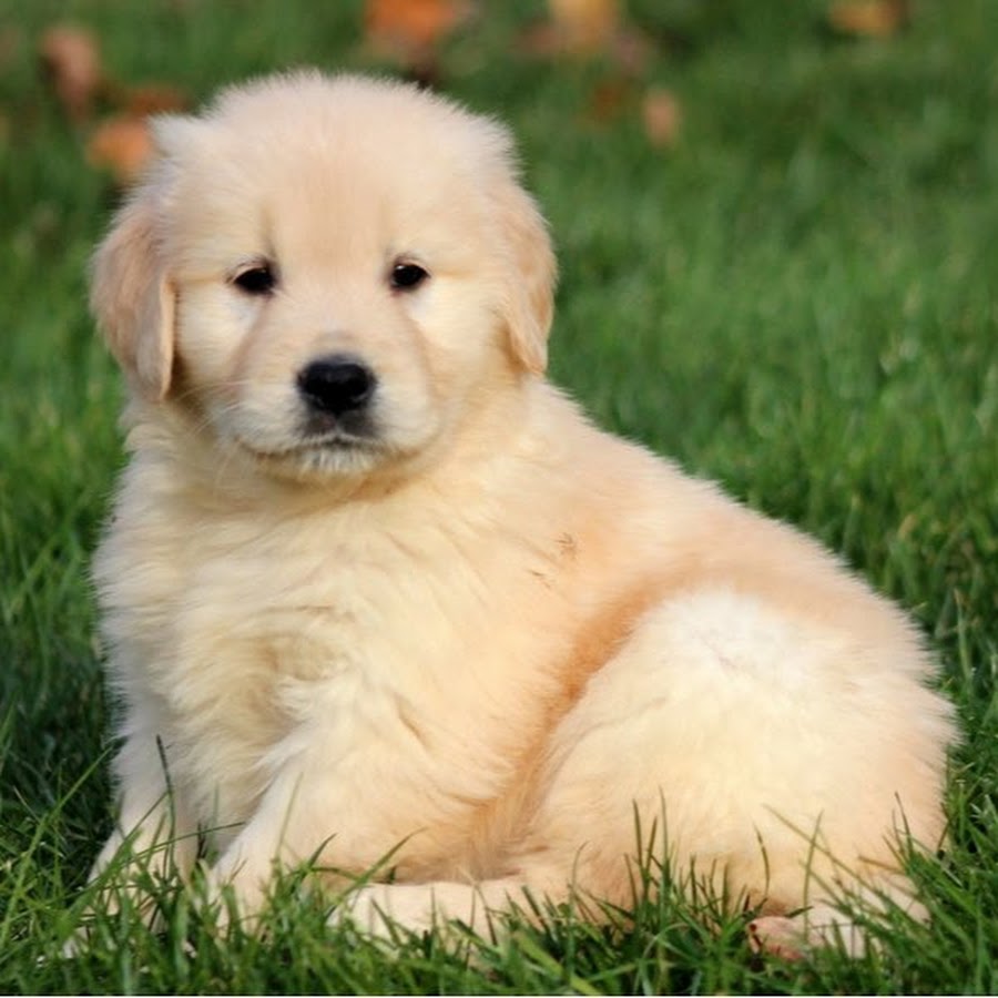 Golden retriever - puppies and dog for sale - puppy dog zone