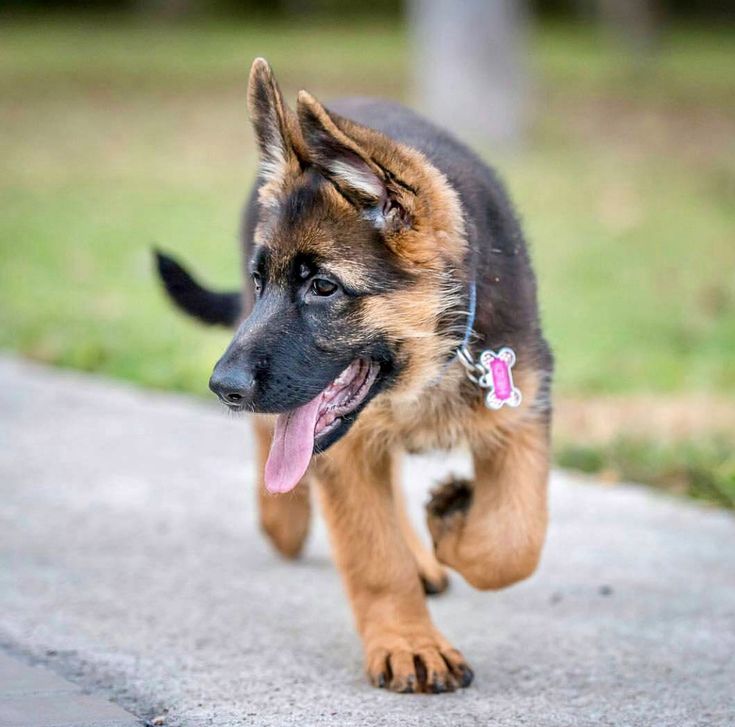 German Shepherd - dog and puppies for sale - Puppy Dog Zone