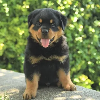 rottweiler - puppies and dogs for sale - puppy dog zone