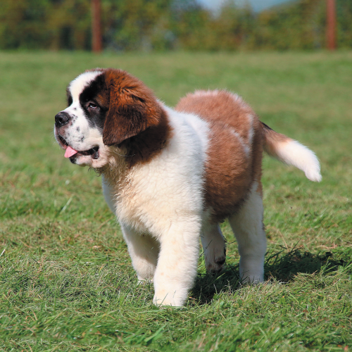 saint Bernard for sale